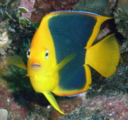 Juvenile Rock Beauty by Lora Tucker 